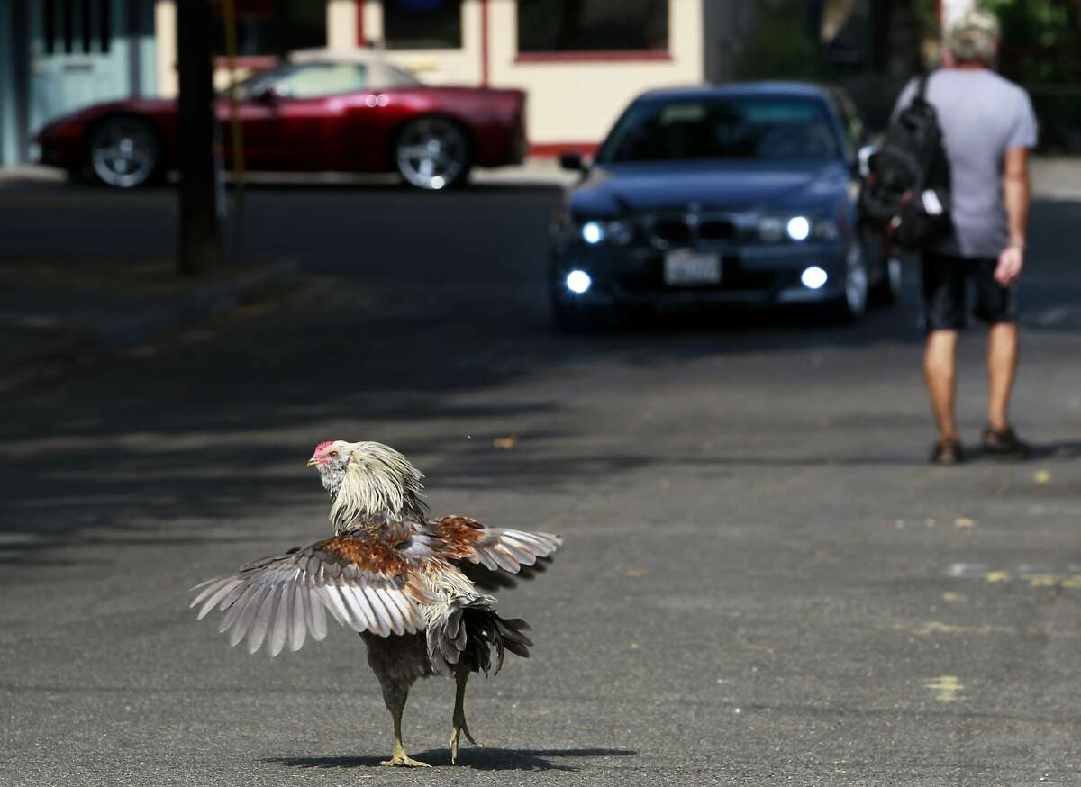 2 California towns where chickens have free range