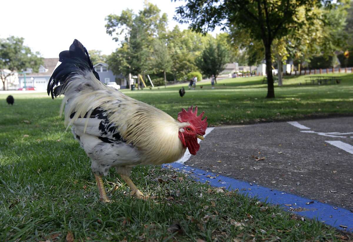 2 California towns where chickens have free range