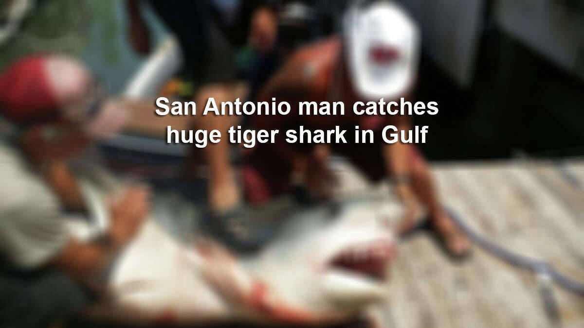 San Antonio man catches huge shark in Gulf of Mexico.