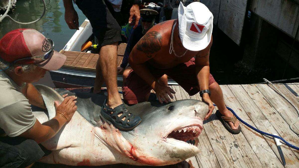 Ryan Spring caught an 809-pound, 12' 7", tiger shark off the coast of Port Aransas on August 3, 2014.
