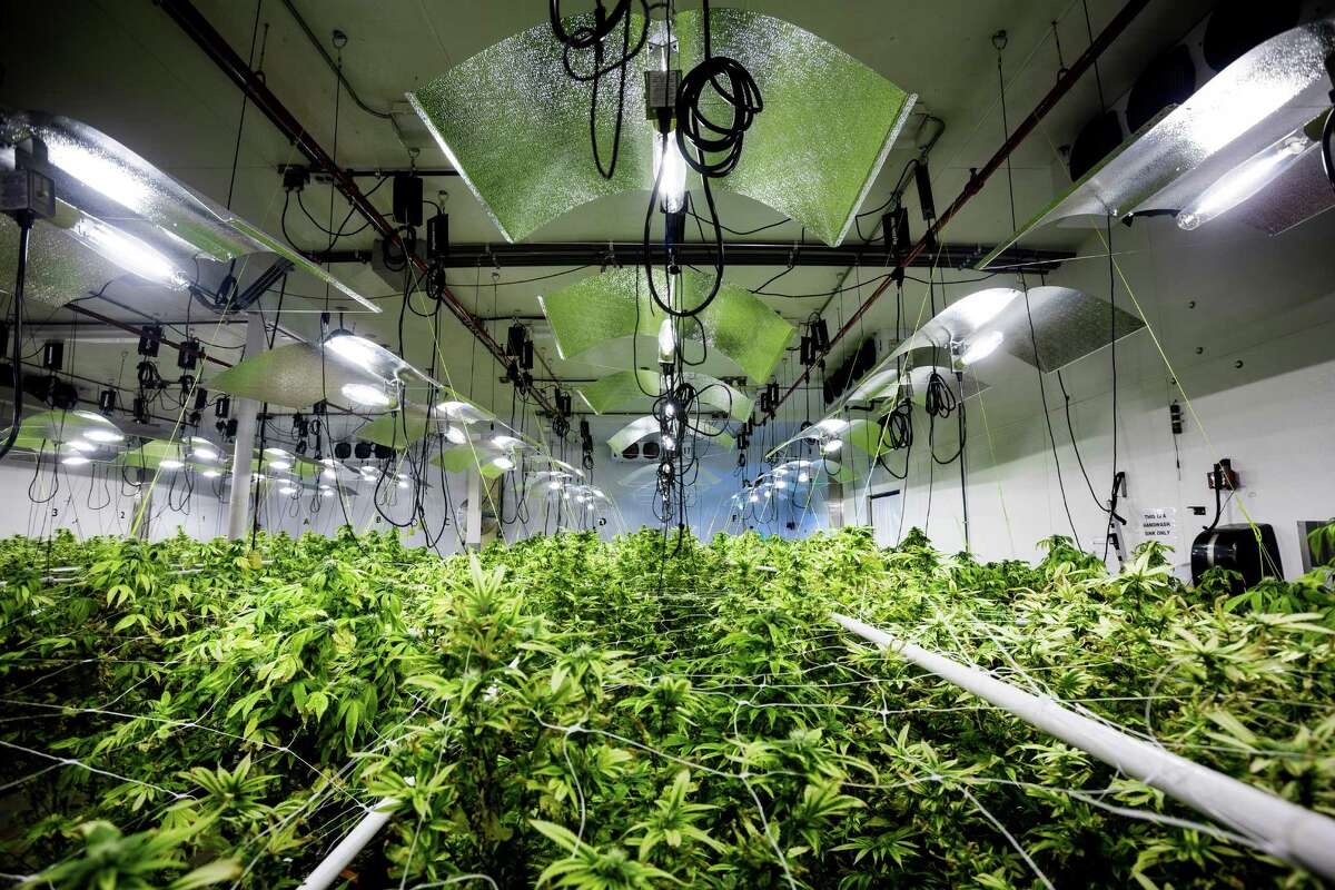 Views of a grow operation inside of Seattle-based Db3 Corporation's 25,000 square-foot facility Thursday, Aug. 7, 2014, in Seattle, Wash. Db3 was the first company in the state to produce and process marijuana-infused edible products, such as baked goods, chews, energy drinks and drink additives - all under the brand name "Zoots." The edible products could make it onto store shelves as early as September 2014.