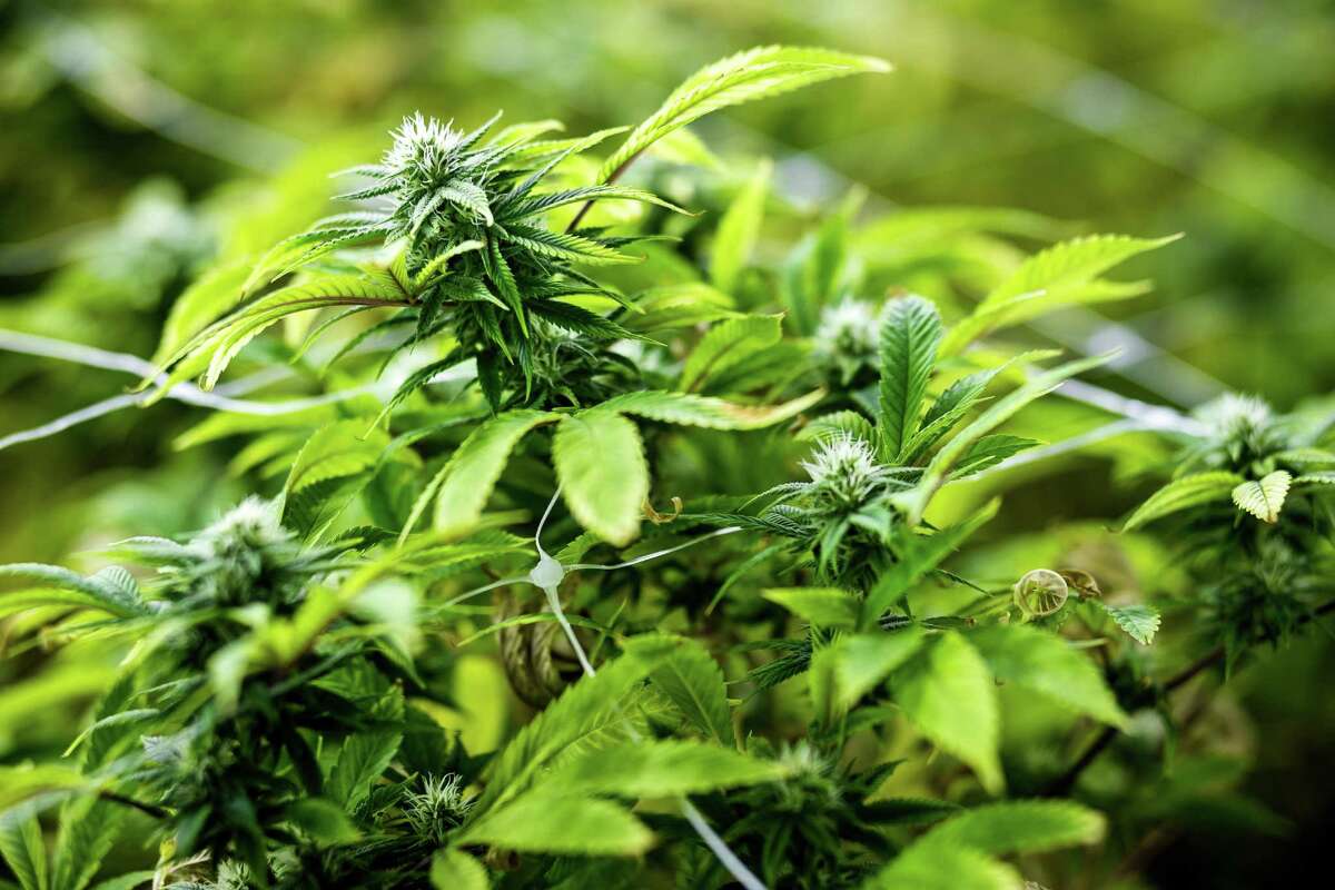 Inside look into manufacturing marijuana edibles