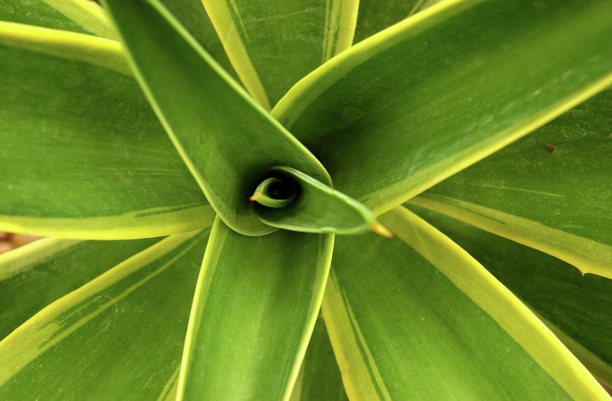 Fall 2014 WaterSaver Landscape Coupon plants for shade