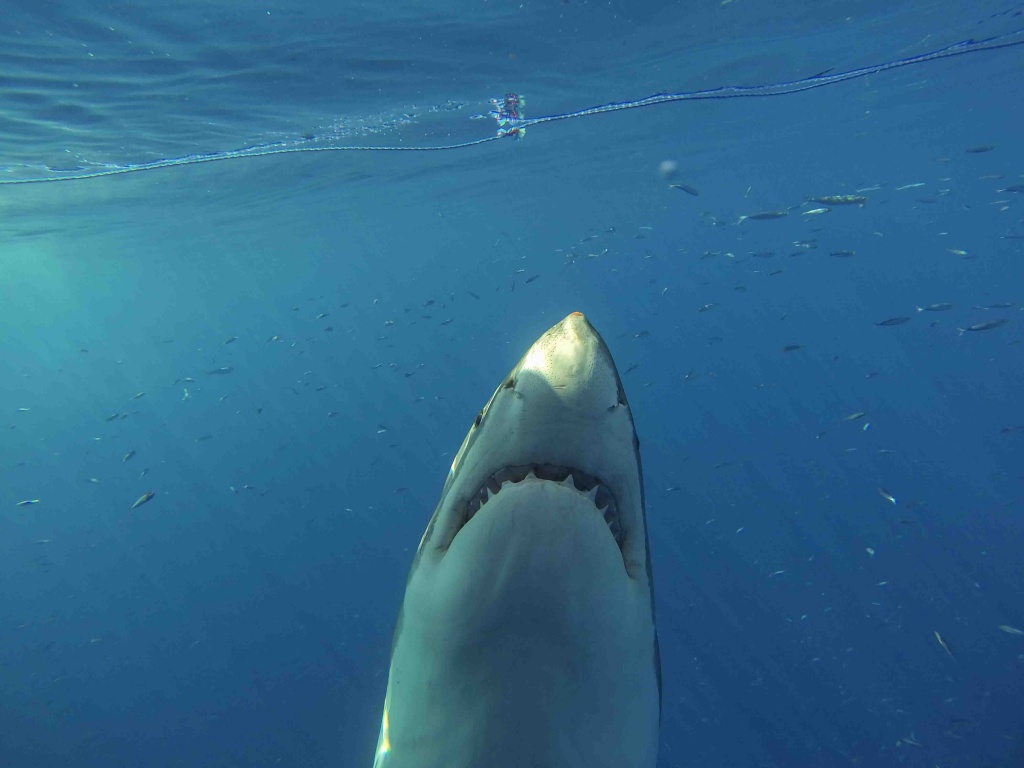 Shark attacks prompt swim warnings in Santa Cruz