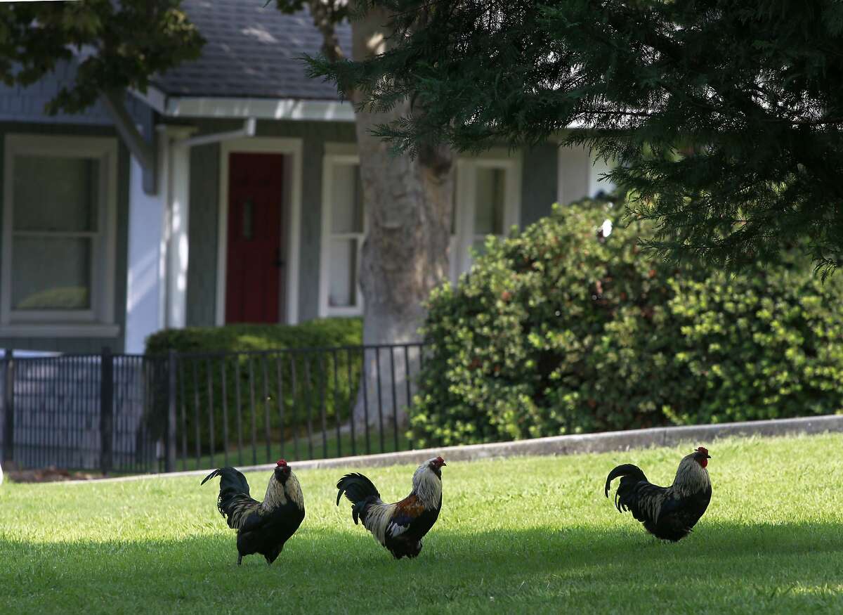 2 California towns where chickens have free range