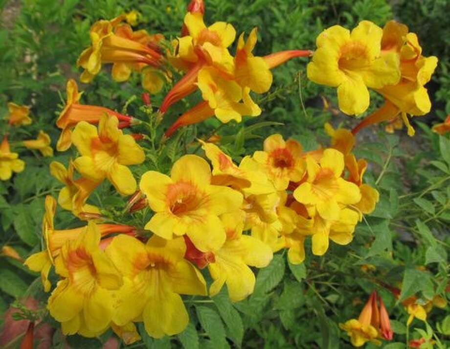 Remove seed pods to promote more esperanza blooms - Houston Chronicle