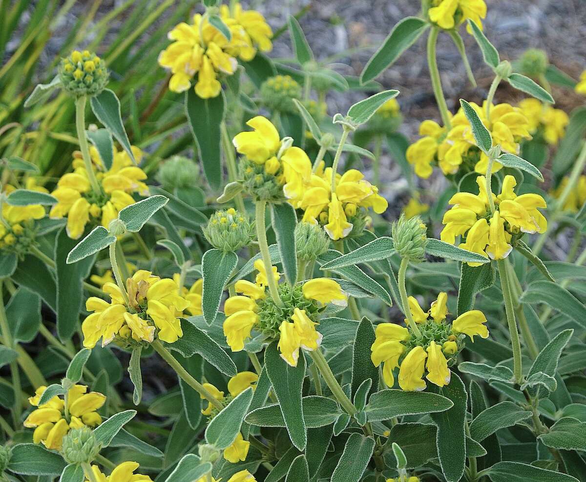 Coupons spur landscape changes