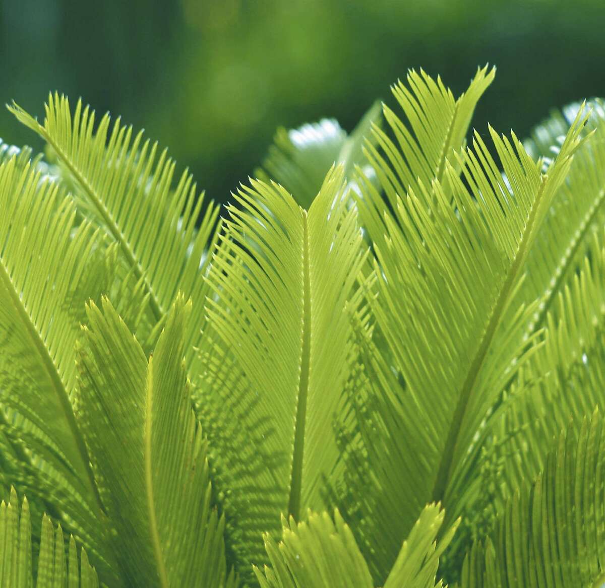 Fall 2014 WaterSaver Landscape Coupon plants for shade