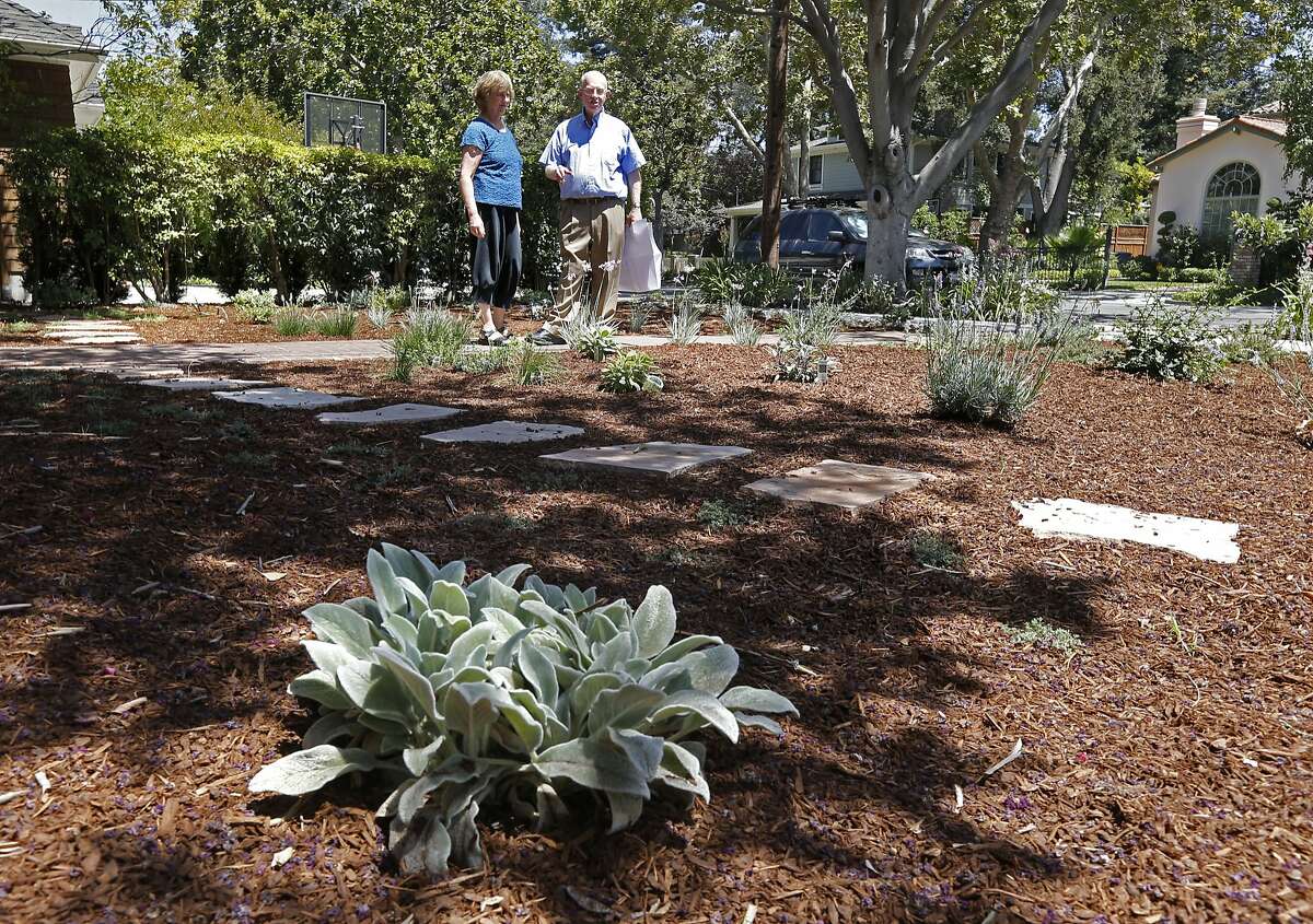 Alan and Fran Bennett, on Saturday Aug. 9, 2014, took out their lawn a week ago and had water tolerant bushes, plants and trees put in at their home in Palo Alto, Calif., by a landscape company. Water utilities throughout the Bay Area are beginning to offer rebates to homeowners who replace their water wasting landscape with plants and scrubs that are drought tolerant.