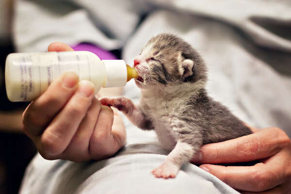 neonatal kitten care