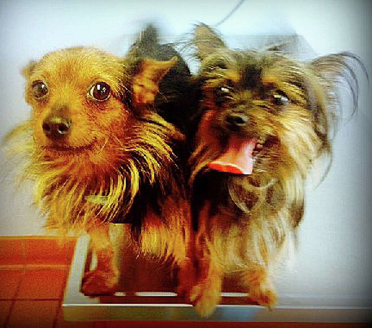 Pair of pooches looking for home Pair of pooches looking for home
