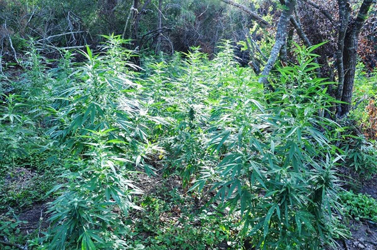 According to the Montgomery County Police Reporter, Washington County Sheriff's deputies seized $1,725,000 worth of marijuana on Monday, Aug. 11, 2014 – about 3,450 plants – from a 50-acre growing operation in the 11000 block of Palestine Road in Brenham.