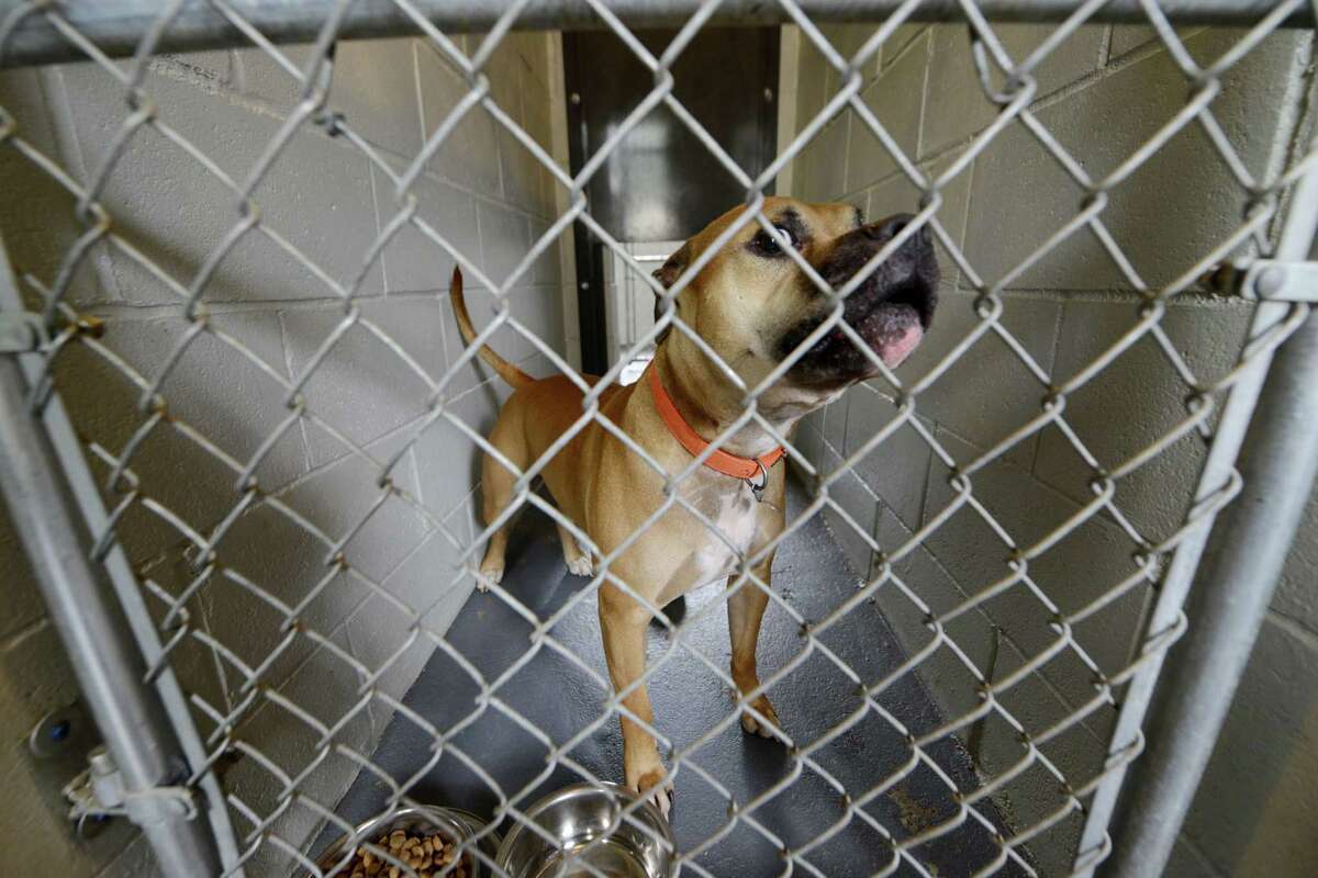 Aggressive dog to be put down