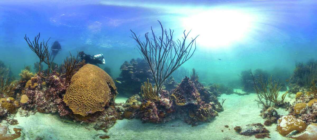 ‘Today’s Research For Tomorrow’s Oceans:’ Saving Florida’s Reefs One ...