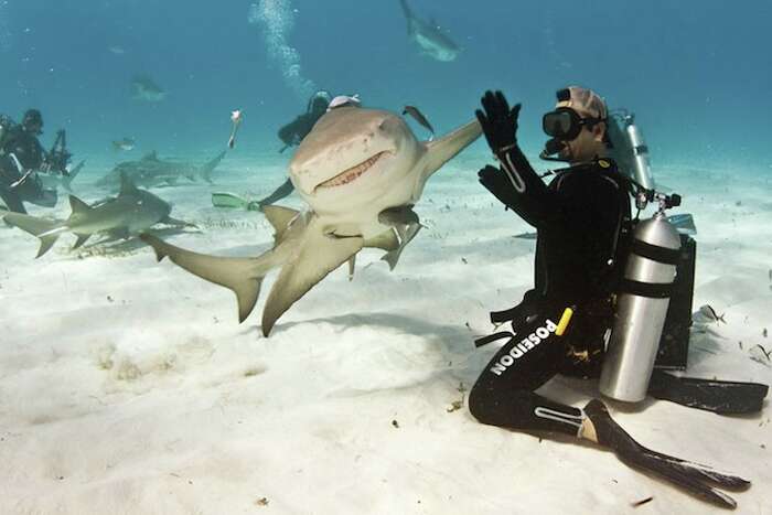 World S Most Dangerous Deadliest Sharks Named