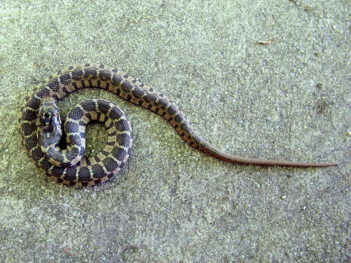 Timber rattlers, like other pit vipers, do not lay eggs. Instead, the eggs are kept inside the female's body until they are ready to "hatch." The eggs have an estimated incubation time of six months.