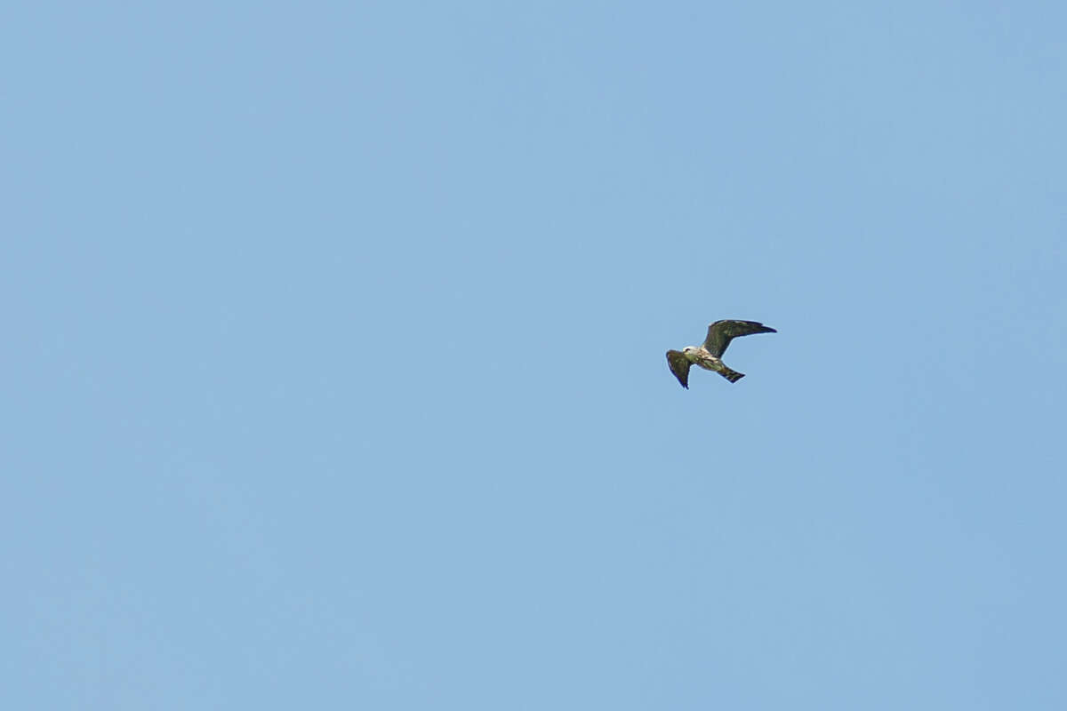 mississippi kite hawk