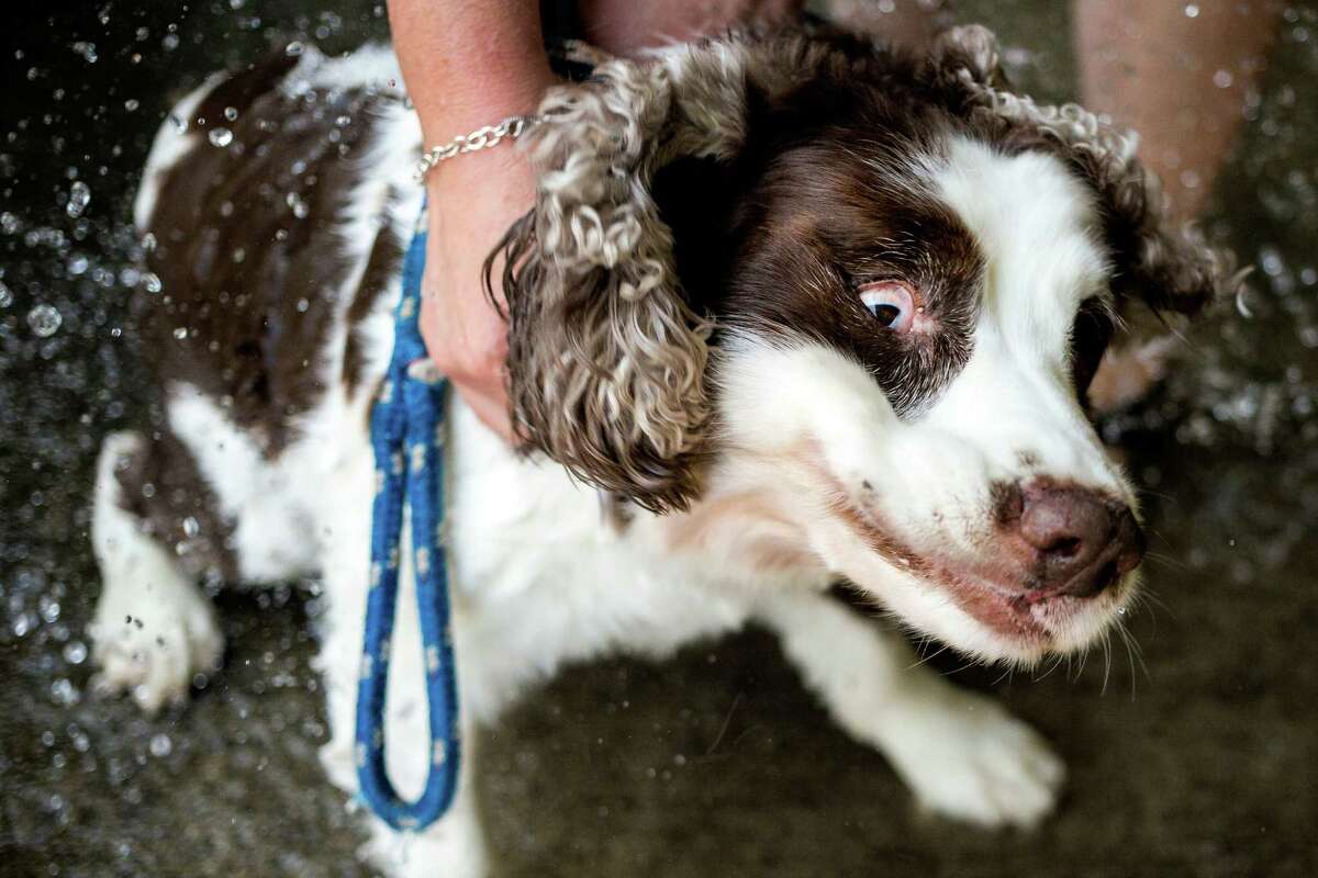 Photos Dogs in the pool! Pups take over public swimming pool