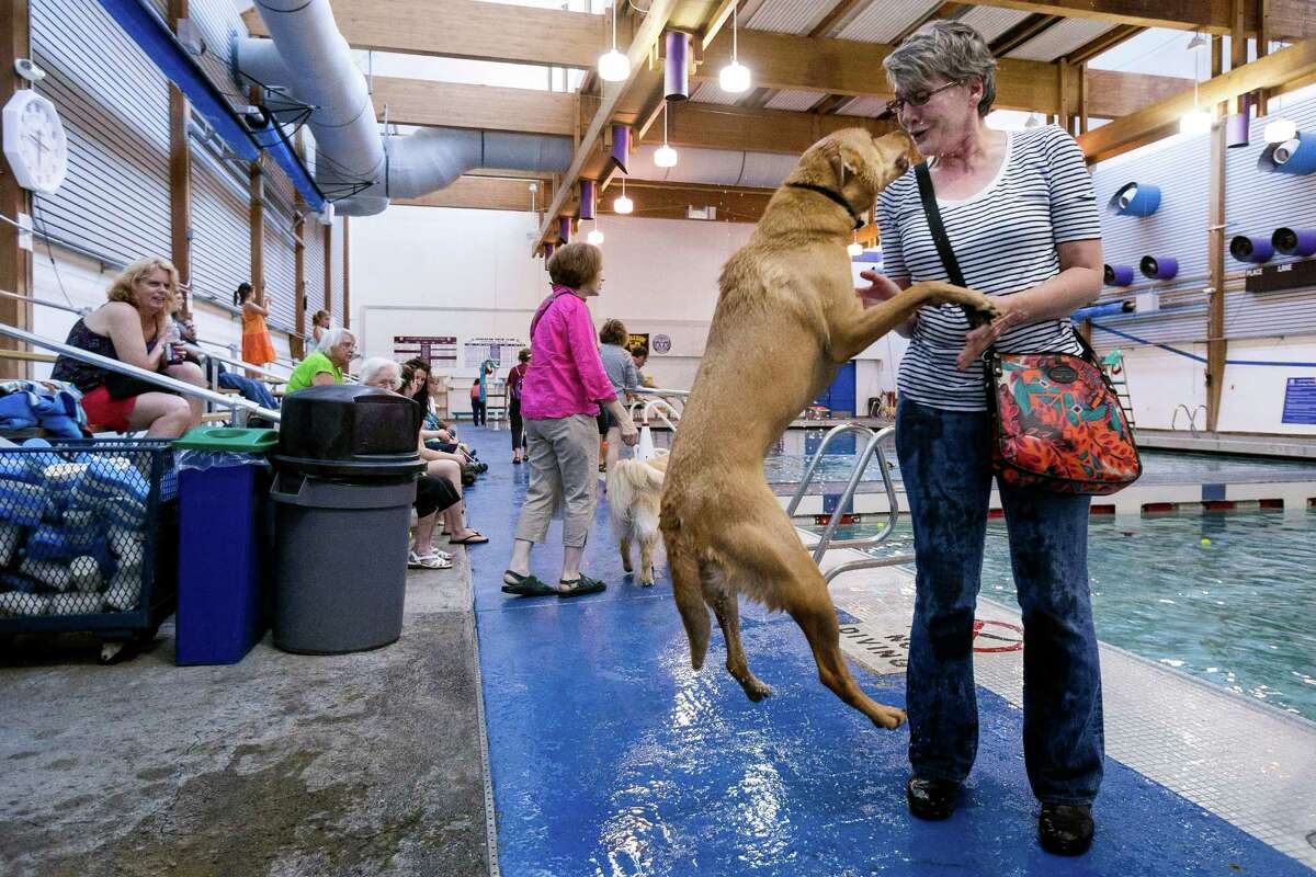 A dog leaps for joy at the sight of its owner during an open dog swim - no humans allowed - on Sunday, August 17, 2014, in Seattle, Wash. The unlikely event was made possible by the impending pool closure for preventive maintenance. The facility will reopen to the public on September 1, 2014.
