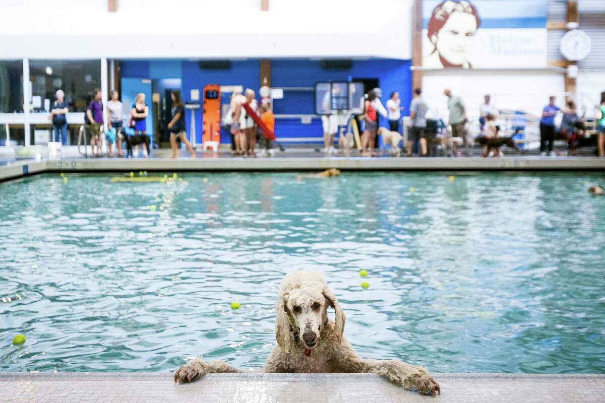 are dogs allowed in the pool area