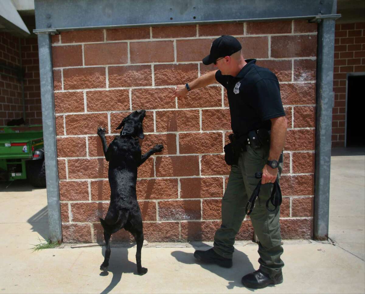 San Antonio Fire Department Arson Investigator Justin Davis directs Kai, the department's accelerant detection canine, during a training session on Wednesday, July 23, 2014, at the SAFD Fire Training Academy in San Antonio. Kai, a 6-year-old female labrador retriever, began working with Davis in July 2010 and is trained to detect flammable liquids such as gasoline or charcoal lighter fluid.