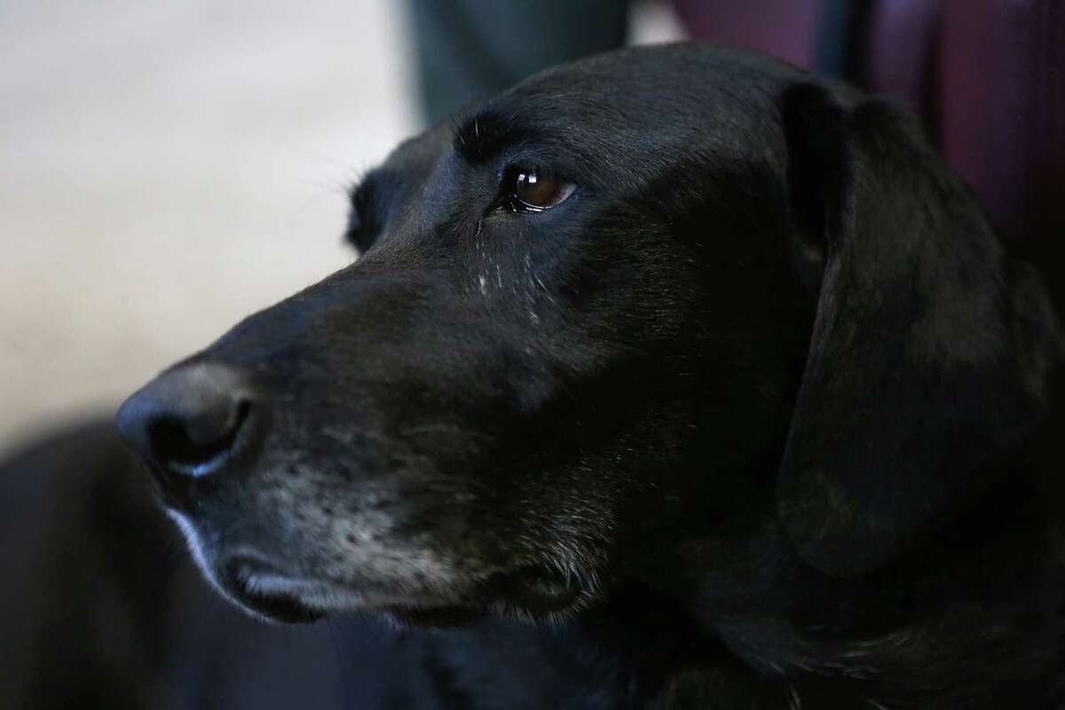 accelerant detection canine for sale