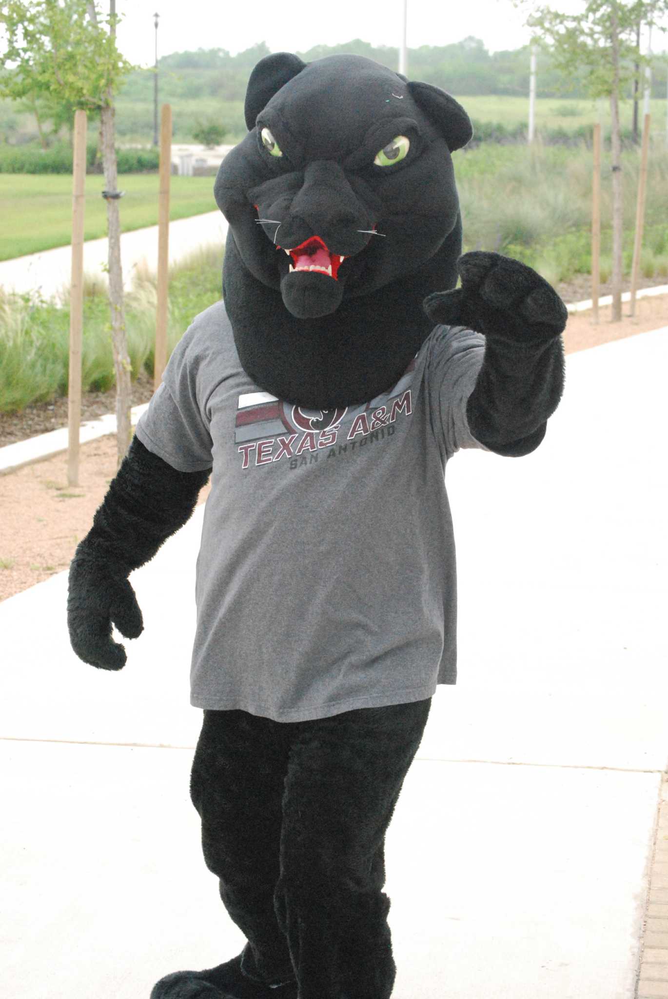 Jaguar San Antonio >> A M Sa S Mascot Gets A Name San Antonio Express News Jaguar San Antonio >> A M Sa S Mascot Gets A Name San Antonio Express News