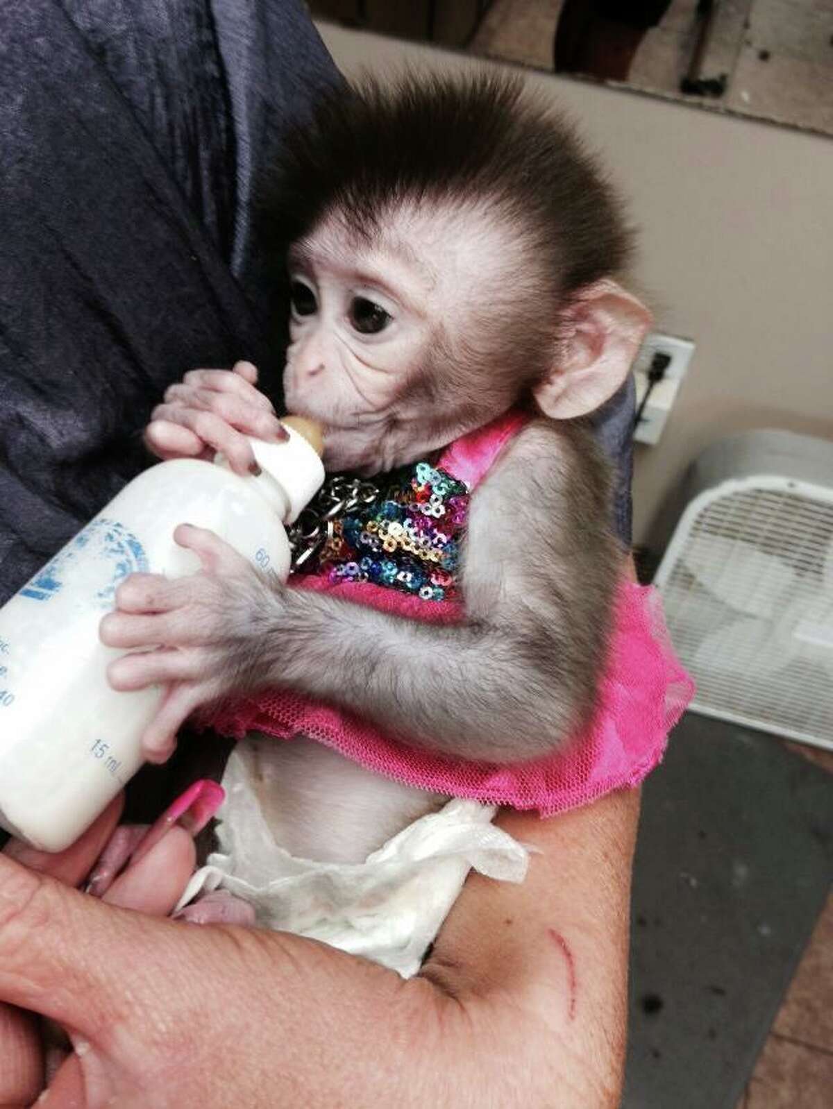 Kingwood Monkey An Online Hit But Animal Experts Fear She Is Doomed To A Life Alone