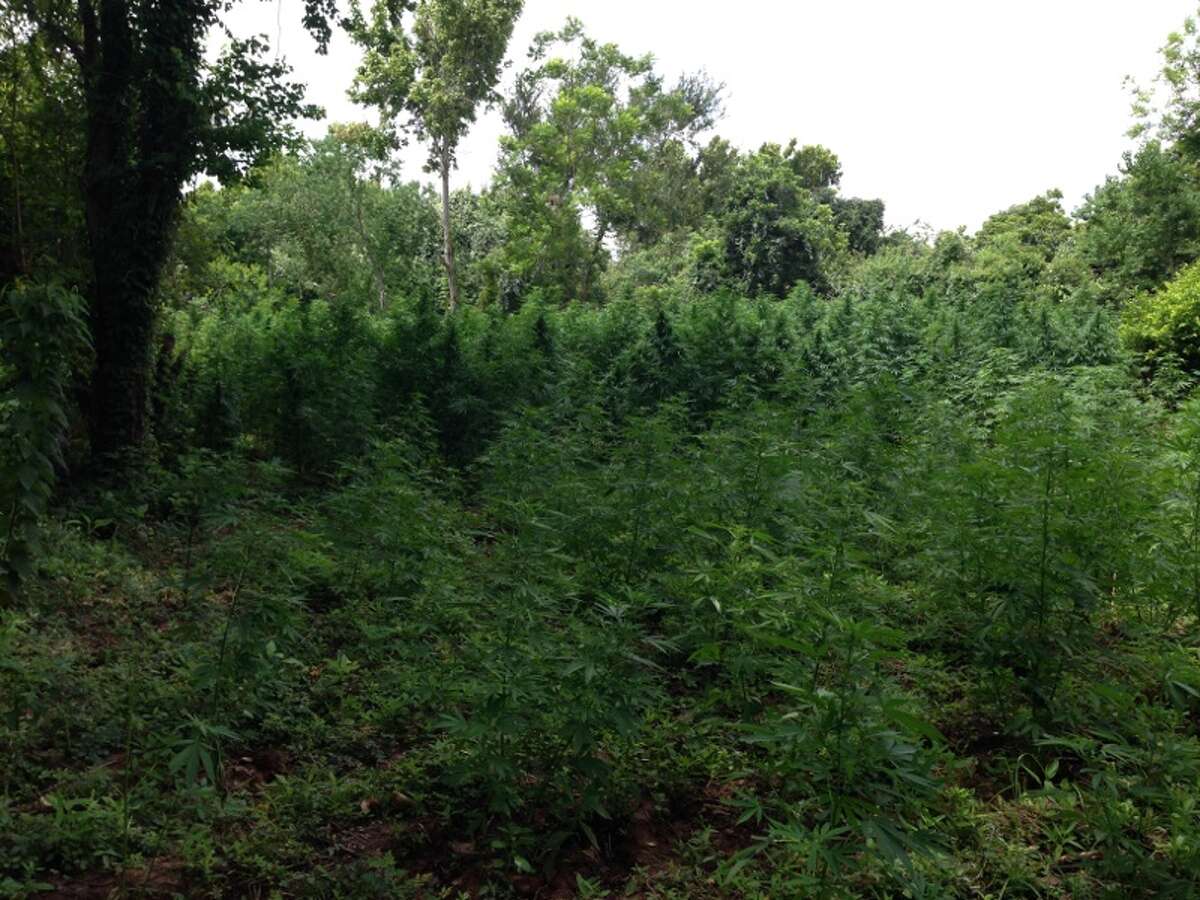 Agents with the Fort Bend County Narcotics Task Force, a Houston HIDTA (High Intensity Drug Trafficking Area) initiative composed of local and federal agencies, are searching for two suspects concerning a marijuana grow field. The grow field is part of an ongoing investigation. The field, packed with marijuana plants, is about 3 to 5 acres in size. Agents descended on the grow field earlier Tuesday.