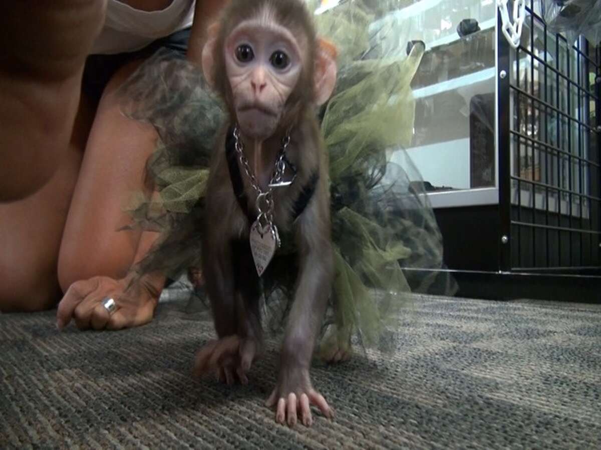 Kingwood monkey an online hit but animal experts fear she is doomed to