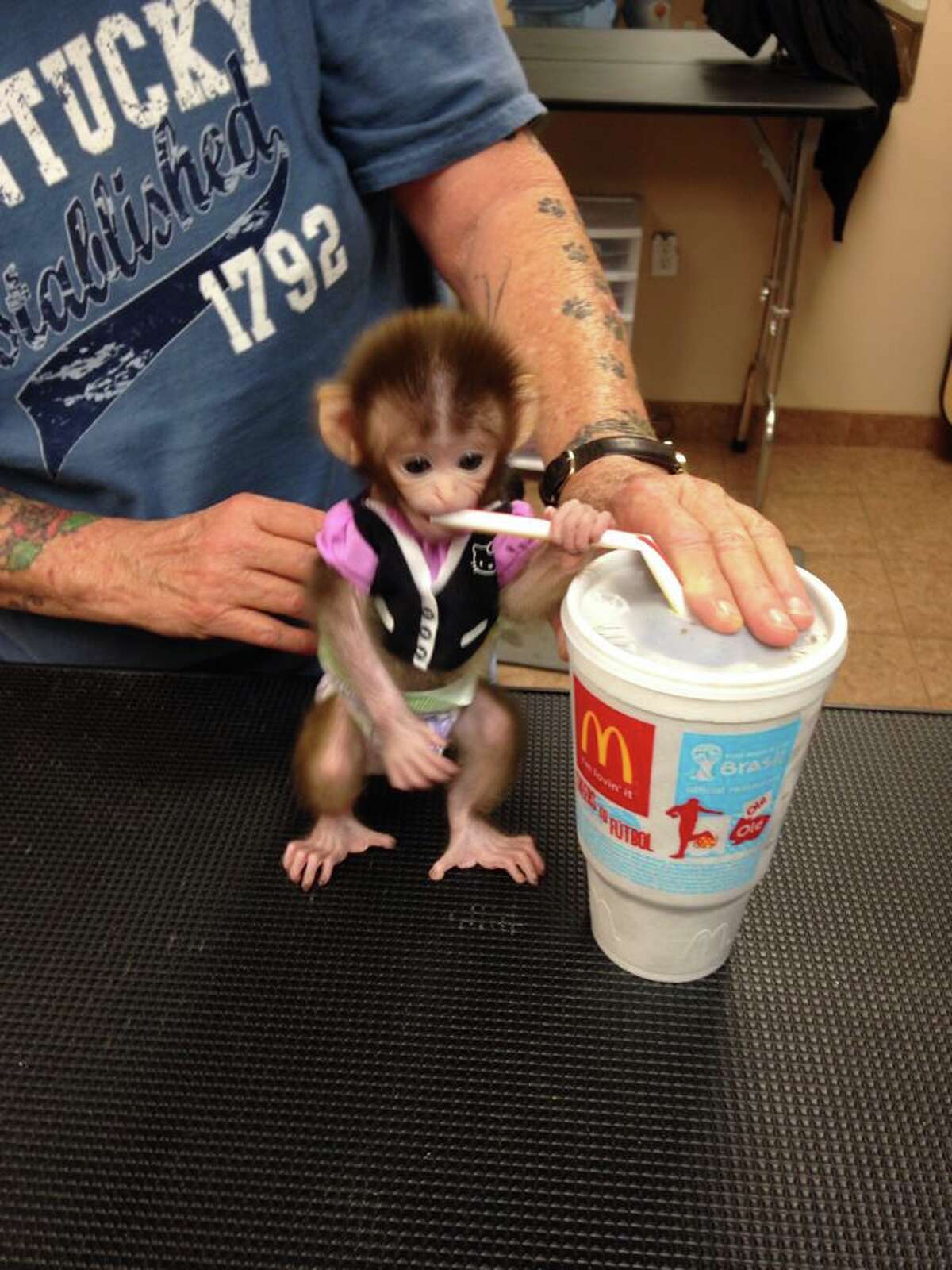 Bubbles was bought by Shontelle Porter as a pet at two weeks old from a breeder in McAllen. The now two month old Rhesus monkey is fast becoming an online sensation with over 13,000 fans on her Facebook page following her every move.