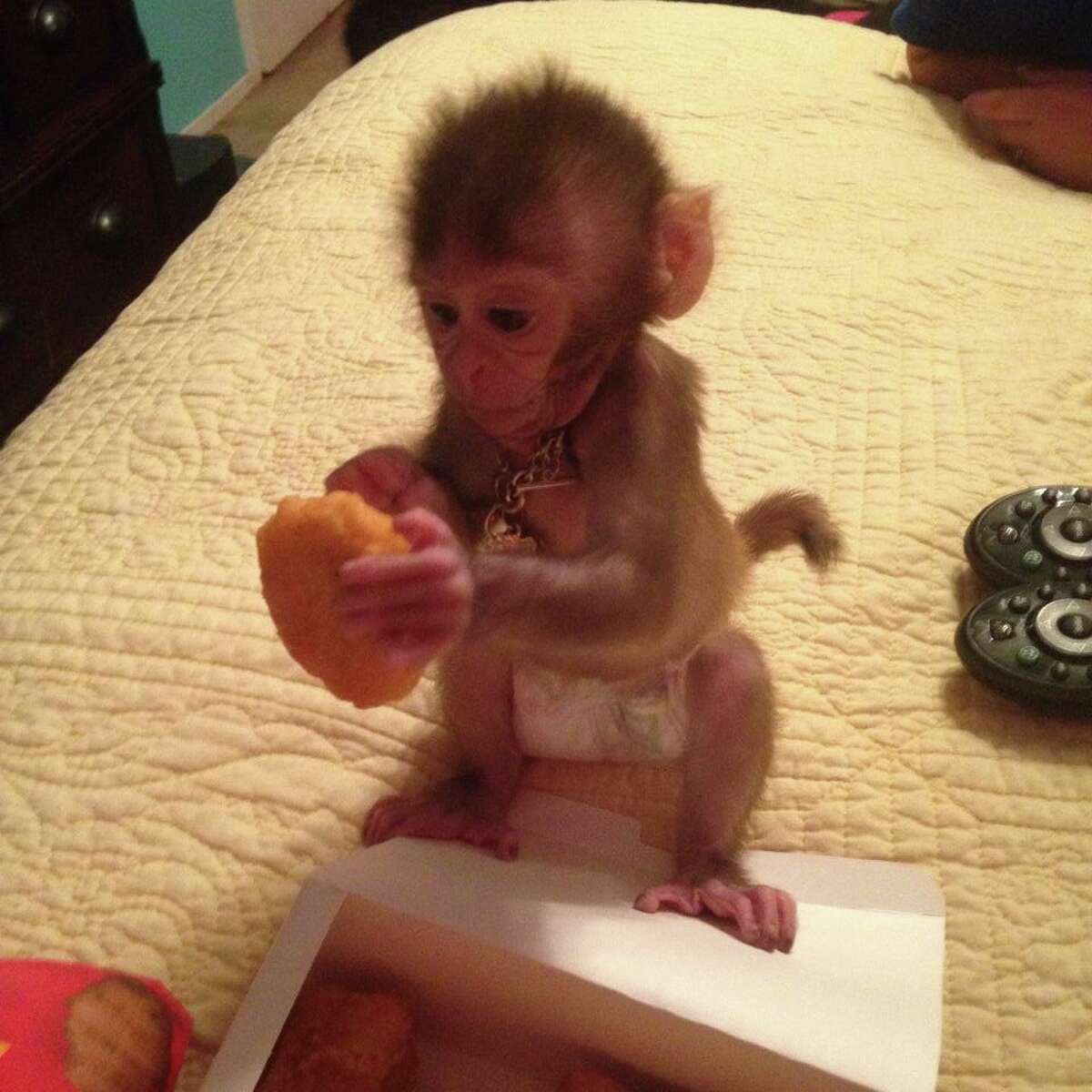Kingwood monkey an online hit but animal experts fear she is doomed to