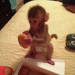 baby macaque for sale