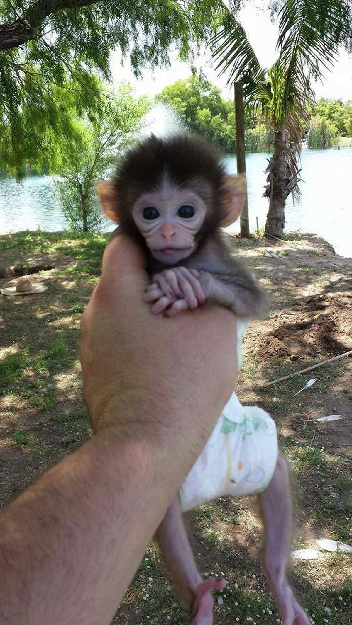 Kingwood monkey an online hit but animal experts fear she is doomed to