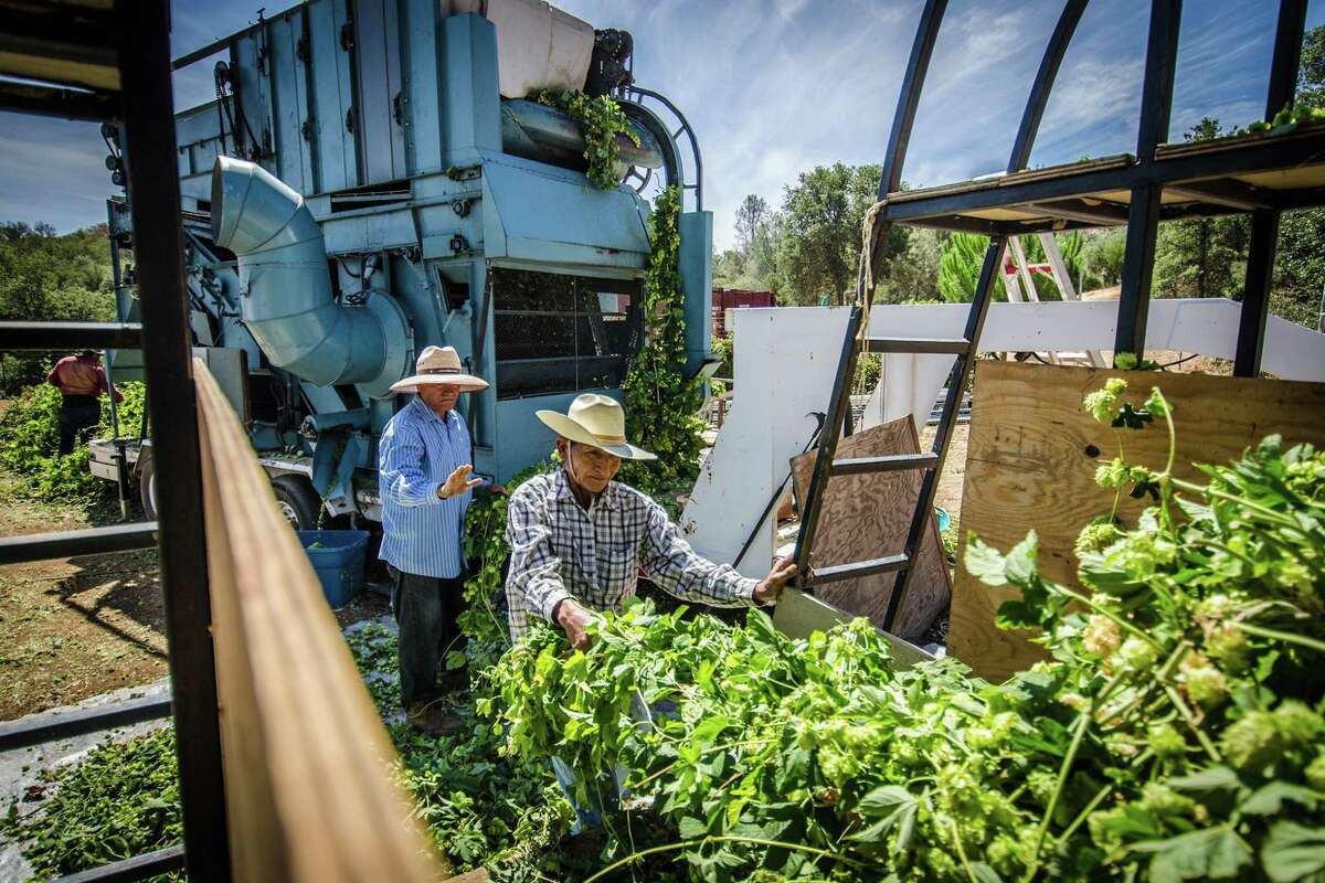Workers sort harvested hops into a machine for processing at Hops-Meister Farm in Clear Lake.