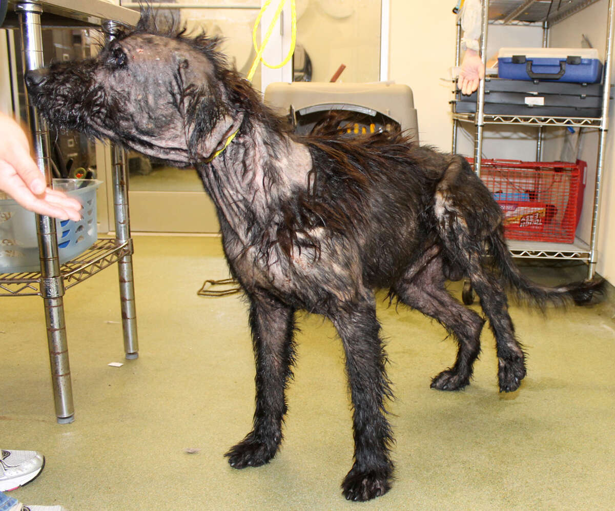 San Antonio dog covered in motor oil going to foster care