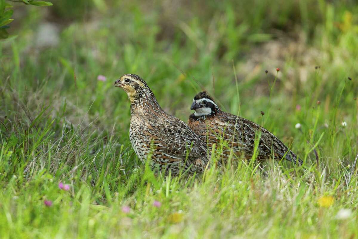 Bobwhite quail, a ground-nesting species that has seen dramatic decline in numbers because of loss of grassland habitat, thrive on Powderhorn Ranch.
