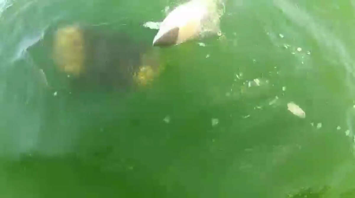 Gulf grouper swallows 4 foot shark in a single bite