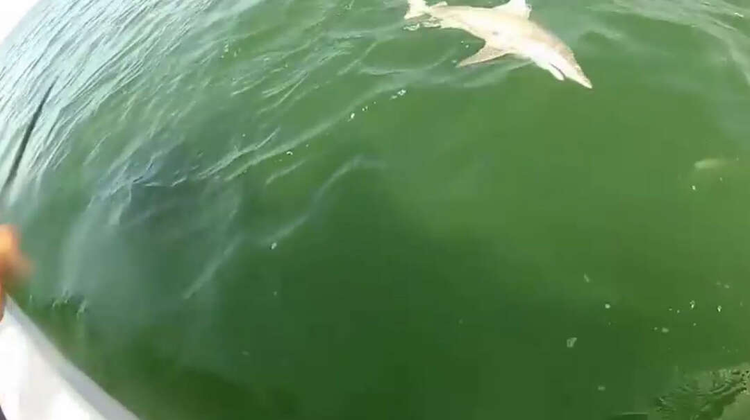 Gulf grouper swallows 4 foot shark in a single bite