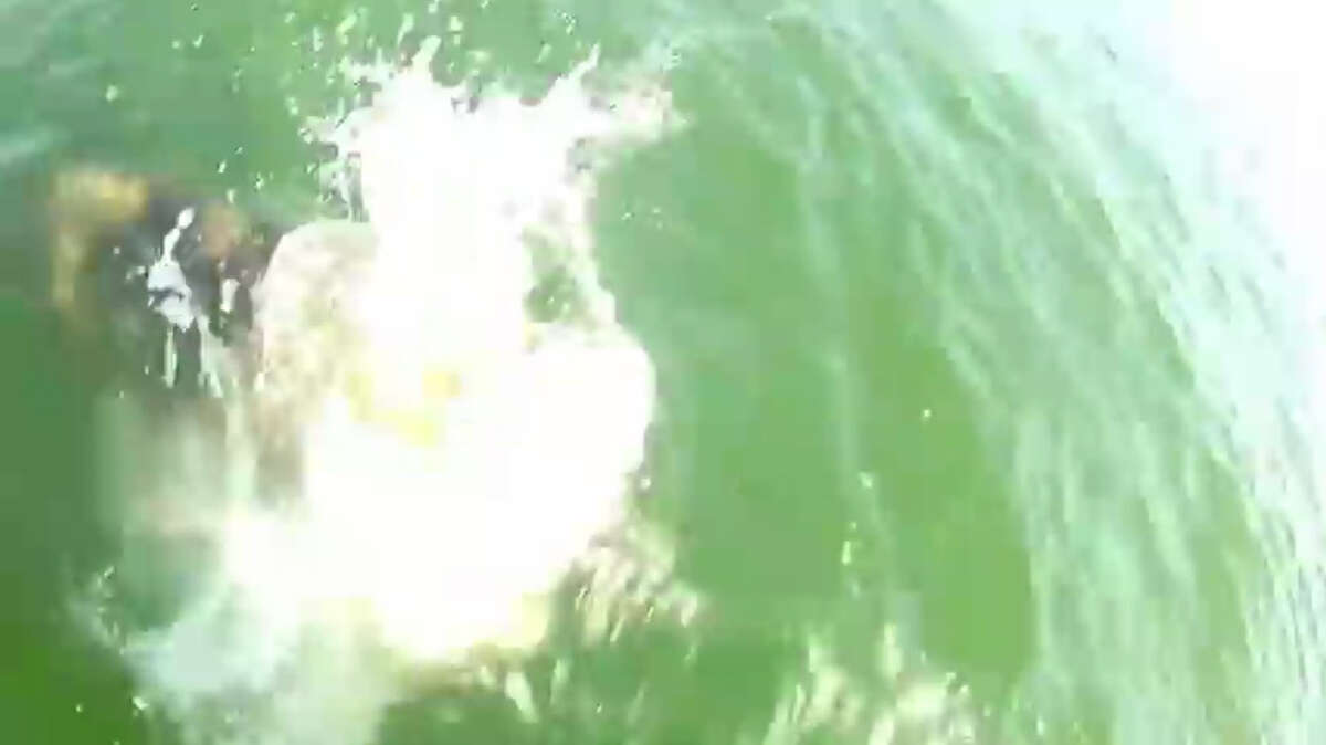 Gulf grouper swallows 4 foot shark in a single bite