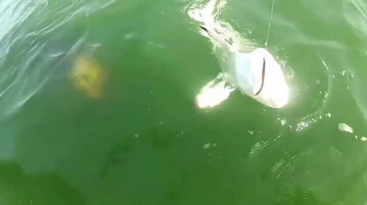 Gulf grouper swallows 4 foot shark in a single bite