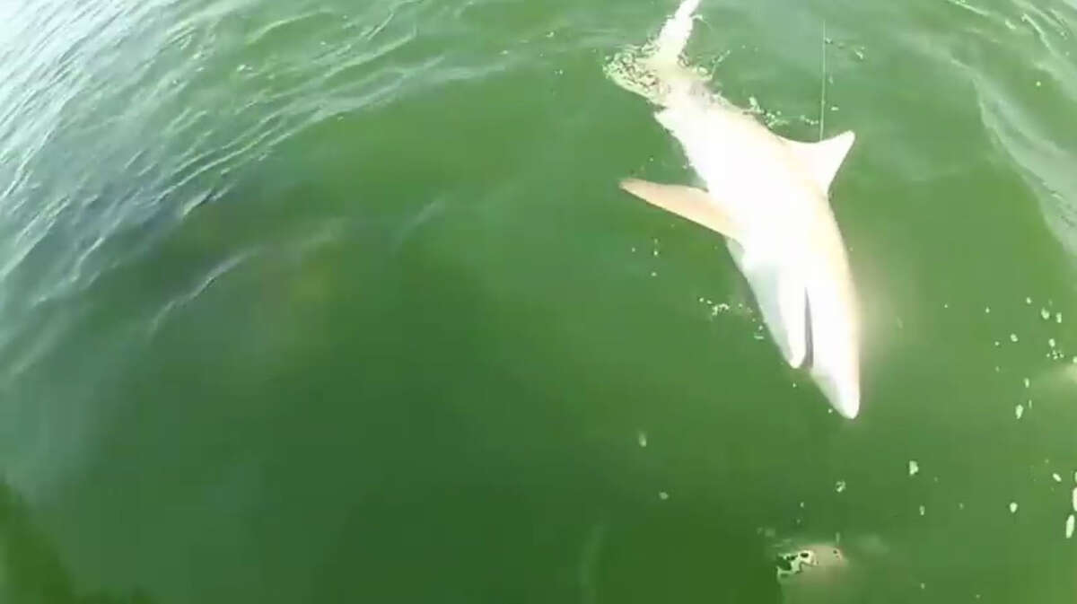 Gulf grouper swallows 4 foot shark in a single bite
