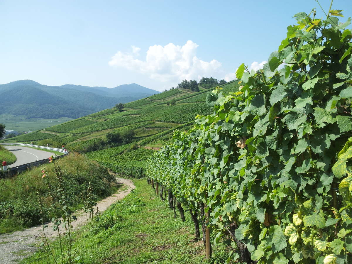 Alsace wine route near Colmar, France. (Jae Yoon Um)