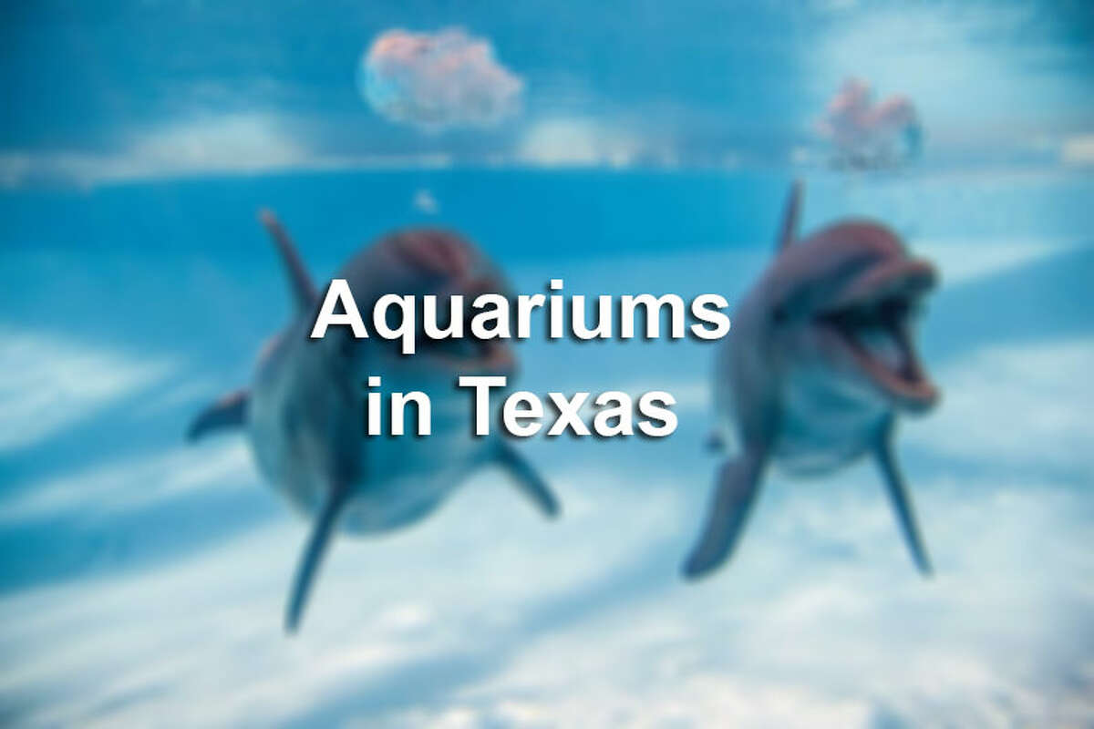 San Antonio Aquarium owners under investigation in 220 marine animal deaths - 1200x0