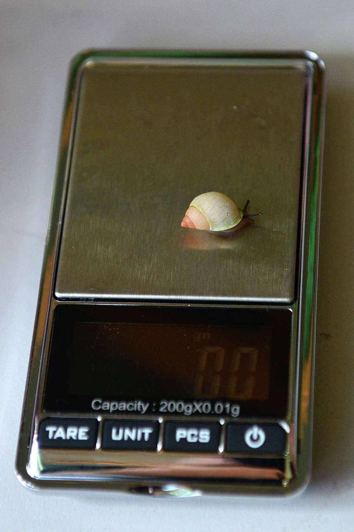 A rare partula snail, which is extinct in the wild and one of the world's smallest snails, is pictured during the annual weigh-in to record animals vital statistics at ZSL London Zoo in London on August 21, 2014.