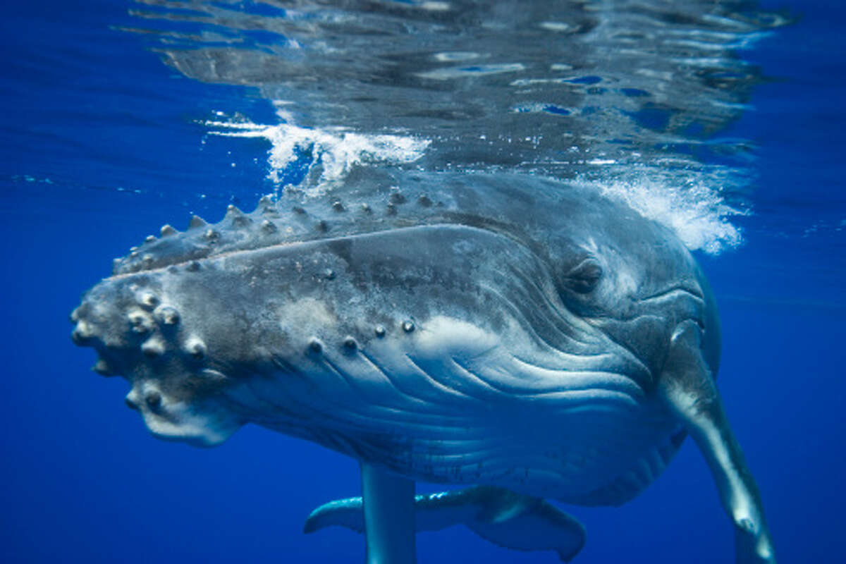 Gulf Of Mexico Whale Could Be Most Endangered