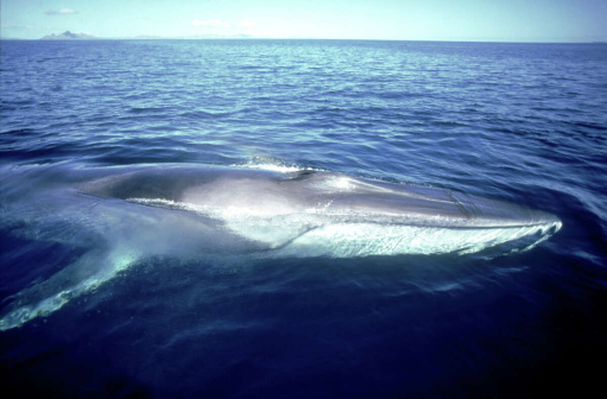 A file photo of a fin whale.  The dead whale found floating beside an Alameda dock this week was a young, 52-foot male fin whale. The species is the second largest animal after the blue whale.