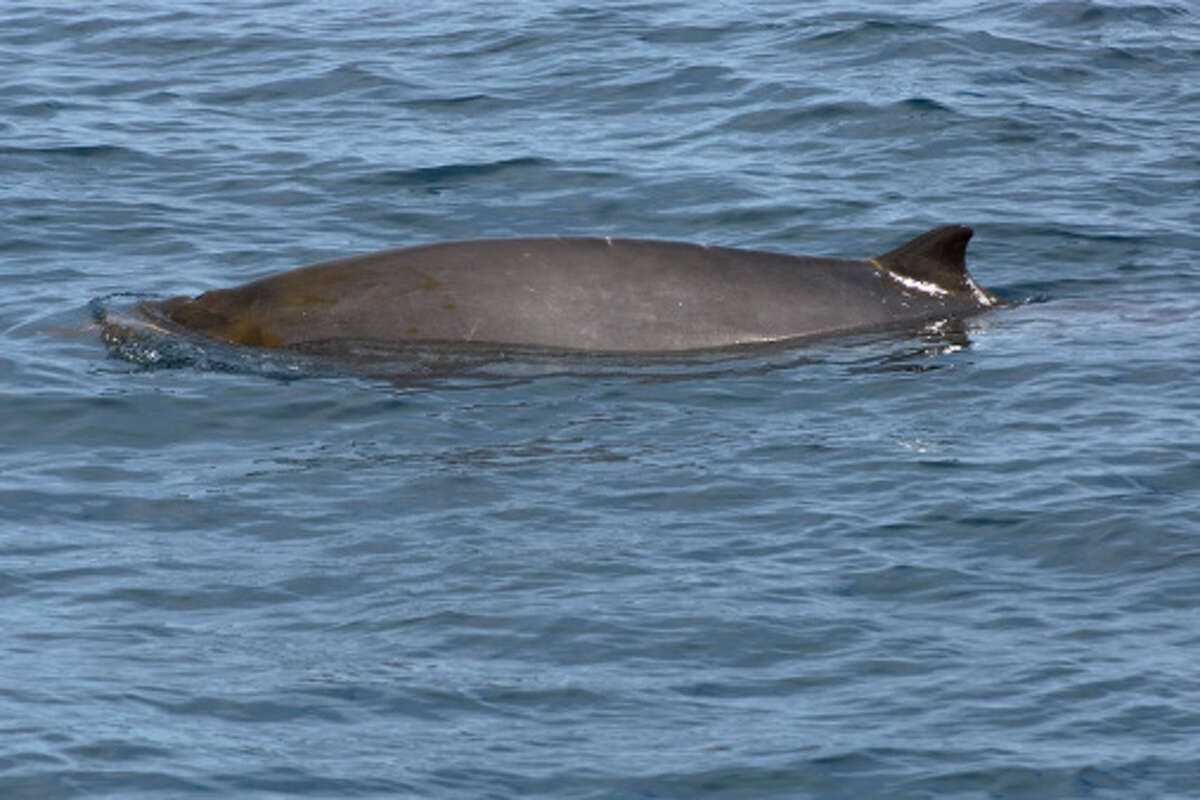 Gulf of Mexico whale could be most endangered