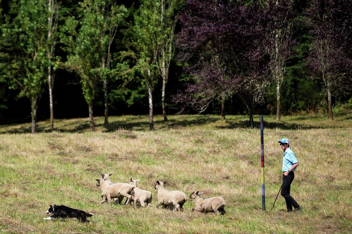 Derek Fisher, of Boise, Idaho, works with his Border Collie to herd Willamette Valley lambs to and fro according to his commands during the annual Vashon Sheepdog Classic Friday, August 22, 2014, at Misty Isle Farms on Vashon Island, Washington. Open competition continues through Sunday, with Monday reserved for younger, novice canines.