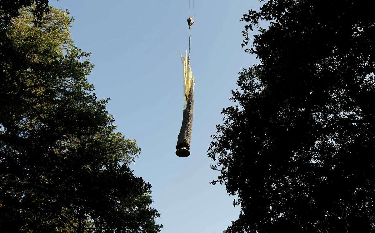 A sculpture by Italian artist Guiseppe Penone is shown during the installation of the recently acquired sculpture on the south lawn of the Museum of Fine Arts, Houston Saturday, Aug. 23, 2014, in Houston. Standing more than 36 feet tall and weighing more than 2.5 tons, "Alberto folgorato (Lightning Tree)" is bronze but was cast from an actual tree that was destroyed by lightning in Belgium.